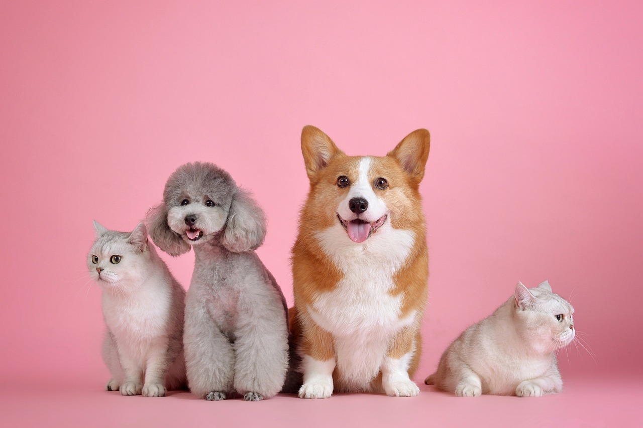 Tips for Training Your Dog to Tolerate Grooming